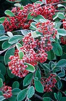 Cotoneaster lacteus. Berries with frost.