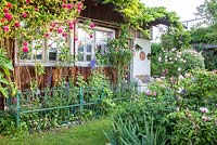 Summerhouse covered with climbers, wisteria, roses 'Mme Isaac Pereire', 'Variegata di Bologna' and Rosa centifolia. Delphiniums planted behind painted metal fence.
