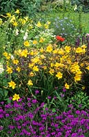 Hemerocallis 'Corky' and Verbena rigida in herbaceous border. July