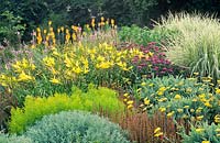 Herbaceous border with Santolina chamaecyparissus, x Solidaster luteus 'Lemore', Achillea 'Moonshine', Hemerocallis 'Hyperion', Monarda 'Prairie Night' and Miscanthus sinensis 'Variegatus'. Cambridge University Botanic Gardens.