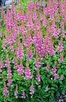 Astilbe chinensis var. pumila. July