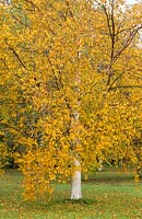 Betula papyrifera - Paper Birch. Tree in autumn colour. Yellow leaves. White bark. November.