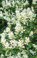 Exochorda giraldii flowering in May