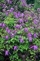 Clematis macropetala 'Pauline' climbing through Ceanothus rigidus. April