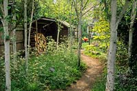 Woodland planting within small town garden. Path through group of Betula utilis 'Jacquemontii'. Wild flowers, woodpile. View to lawn with toy tractor. May.