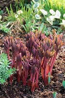 Paeonia mlokosewitschii. Young shoots in March