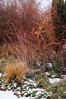 Winter Garden with snow. Bergenia 'Sunningdale', Anemanthele lessoniana, Stipa arundinacea, Rubus and Salix. Cambridge Botanic Gardens