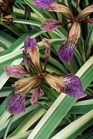 Iris foetidissima 'Variegata'. Flowers and foliage. July