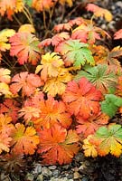 Geranium sylvaticum. Autumn foliage. November