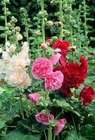 Alcea rosea 'Chater's Double'