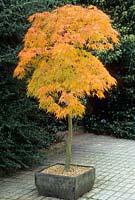 Acer palmatum 'Dissectum' trained as a standard in a container. Autumn colour. September