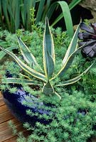 Agave americana with Lotus berthelotii in blue glazed pot on decking. August