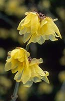 Chimonanthus praecox 'Luteus'