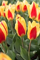 Tulipa kaufmanniana 'Stresa' 