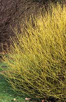 Winter stems of Cornus stolonifera 'Flaviramea'. Golden-twig dogwood