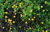 Ranunculus ficaria 'Brazen Hussy' - Celandines with Euonymus