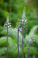 Scilla hyacinthoides