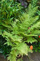 Athyrium filix-femina 'Clarissima Jones' with Skimmia x confusa 'Kew Green'. Lady fern or common lady-fern