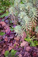 Euphorbia characias 'Silver Swan' with  Heuchera 'Berry Smoothie'