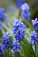 Muscari 'Blue Eyes'. Grape hyacinth