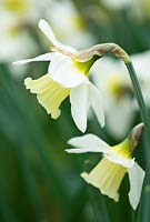 Narcissus 'White Emperor' Division 1 Historical Daffodil bred by Rev. Engleheart, pre-1913