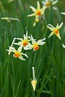 Narcissus 'Firebrand', bred by Rev Engleheart pre 1897
