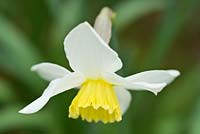 Narcissus 'Mitylene', bred by Rev Engleheart pre 1923