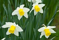 Narcissus 'Lady Margaret Boscawen' bred by Rev Engleheart pre 1898