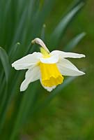 Narcissus 'Lady Margaret Boscawen' bred by Rev Engleheart pre 1898