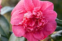 Camellia japonica 'Giulio Nuccio' AGM