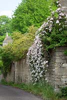 Clematis montana growing over a wall by a lane