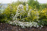 Clematis montana growing over a hedge of conifers