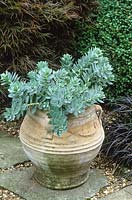 Greek style amphora pot planted with Euphorbia myrsinites. Broad-leaved glaucous spurge