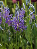 Camassia leichtlinii 'Caerulea', quamash, a 90cm tall bulb with spikes of lavender blue flowers from late spring.