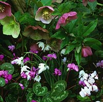 Spring combination of snowdrop - Galanthus elwesii, pink Cyclamen coum and Cyclamen coum f. albissimum peeping out from beneath Helleborus orientalis.