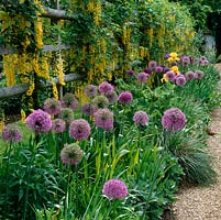 Laburnum tunnel - Laburnum x watereri behind bed of Allium aflatunense, A. Purple Sensation and golden, bearded Iris Jeanne Price.