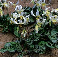 Erythronium Wildside Seedling - Hybrid 45, dogs tooth violet, a bulbous perennial bearing pretty flowers in white in spring.