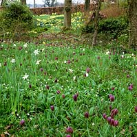 Mature woodland is carpeted in Fritillaria meleagris - snakes-head fritillaries in spring.