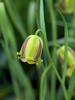 Fritillaria acmmopetala, fritillary, a 30cm tall bulb with jade green hanging, bell-shaped flowers with chocolate brown markings. Flowering in spring.