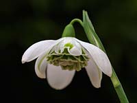 Galanthus 'Hill Poe', a much-loved double with a rosette of tightly packed, green-edged inner segments beneath approximately five outer segments.