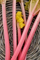 Pink stems of forced rhubarb in a basket