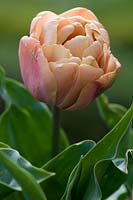 Tulipa 'La Belle Epoque'