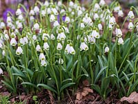 Galanthus plicatus 'Trym', a healthy clump of this snowdrop with its trademark flaring outer segments.