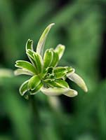 Galanthus 'Blewbury Tart', an unusual double flowered snowdrop with twisted green tepals.