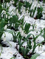 Galanthus elwesii var. monosticus. Snowdrops in snow with distinctive, broad glaucous leaves.