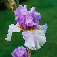 Iris 'Dawn of Change', an American bearded iris with a golden beard and veins on white falls, beneath violet standards. Flowers in early summer.