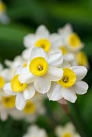Narcissus tazetta Avalanche, paperwhite or bunch flowered narcissus, a sweetly fragrant daffodil that thrives in pots. flowering from March onwards.