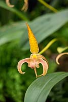 Bulbophyllum Lobbii, an orchid with a fragrant yellow flower