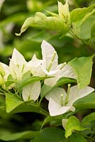 Bougainvillea Singapore White, a thornless plant shrubby and compact variety with white bracts.