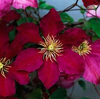 Clematis Niobe, a deep pinkish red, large flowered variety flowering in early summer.